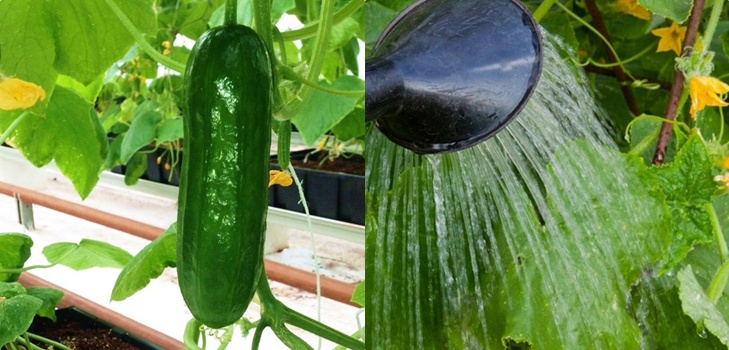 속임수 정원사 : 열린 땅과 온실에 물을 뿌리는 규칙 속임수 정원사 : 열린 땅과 온실에 물을 뿌리는 규칙