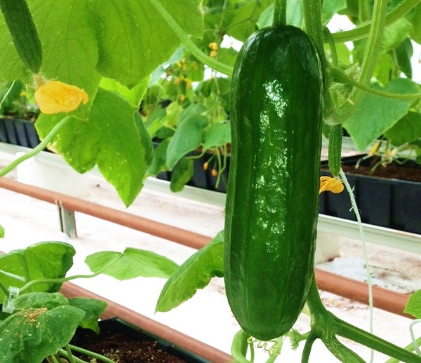 속임수 정원사 : 열린 땅과 온실에 물을 뿌리는 규칙 속임수 정원사 : 열린 땅과 온실에 물을 뿌리는 규칙