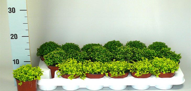 Selaginella : 관리