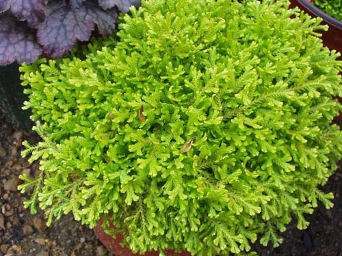 Selaginella : 종