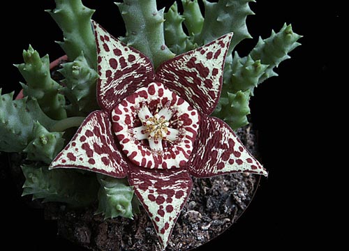 Stapelia : 가정에서의 사진 및 관리