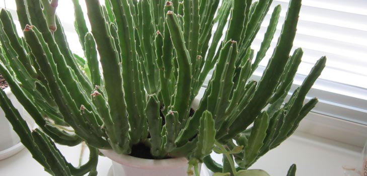 Stapelia : 집에서의 적절한 관리, 아름다운 꽃 사진