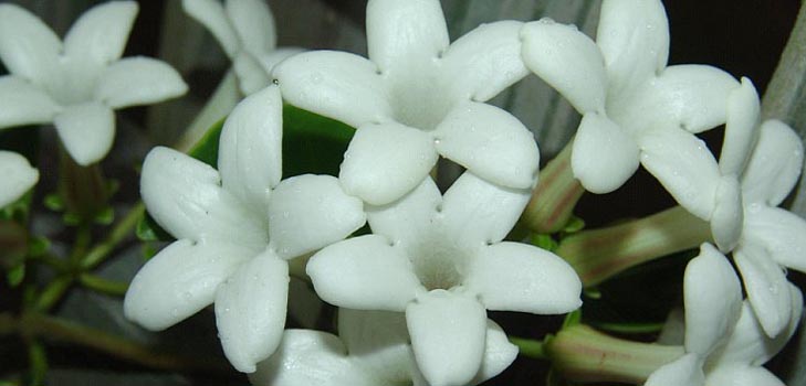 Stephanotis : 관심과 사진