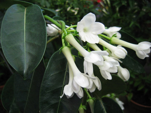 Floribunda의 stephanotis를 돌보는 방법