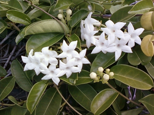 Stephanotis : 관심과 사진