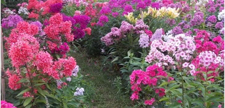 정원에있는 phlox