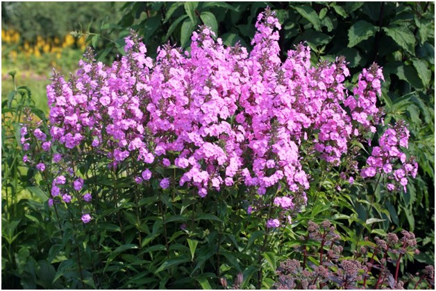 부시 phlox
