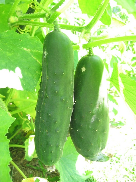 창턱에 야채를 재배하기