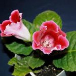 gloxins의 재배 gloxins의 재배