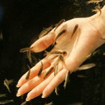 Ichthyomassage : 물고기와 페디큐어 Ichthyomassage : 물고기와 페디큐어