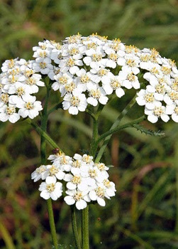 Yarrow 콜렉션의 달임
