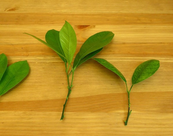 집에서 어떻게 calamondin을 키울 지. 성장하는 수제 만다린 - 식물 관리, 사진, 비디오의 특징