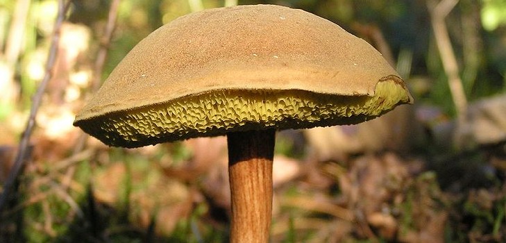 틀린 birchbark : 위험한 두 배 조심하십시오