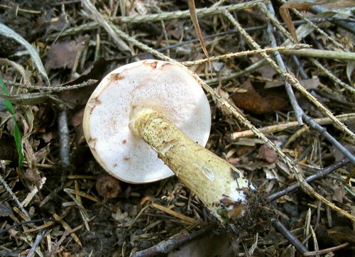 틀린 birchbark : 위험한 두 배 조심하십시오