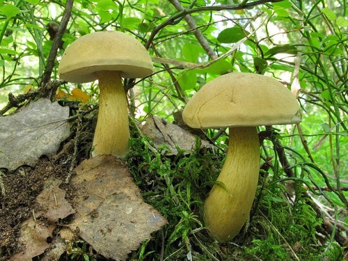 틀린 birchbark : 위험한 두 배 조심하십시오