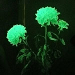 비정상적인 꽃 - 빛나는 꽃
