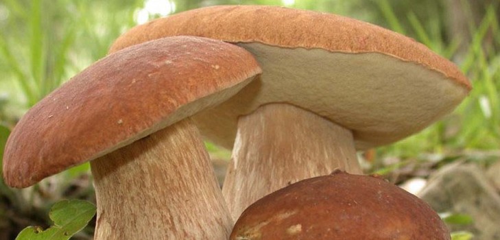식용 균류 : 분류 및주의 사항
