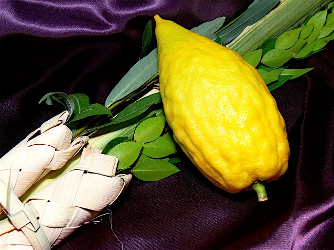 Sukkot : Shalashi의 향연