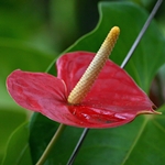 Anthurium care 집에서 : anthurium이 노랗게 변한다면?