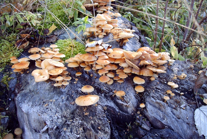 독 버섯 : 거짓 꿀 agarics, 사진