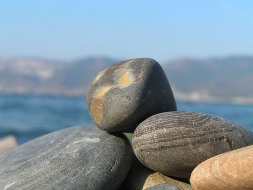 살아 있고 생명이없는 본질은 무엇입니까?