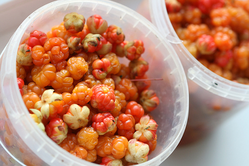 cloudberry 잼을 끓이는 방법 : 사진이있는 요리법