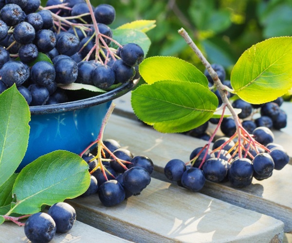 초코 베리 ashberry에서 설탕에 절인 과일
