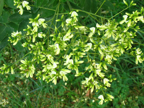 일본의 Sophora 란 무엇입니까? 그것의 약용 속성 및 응용