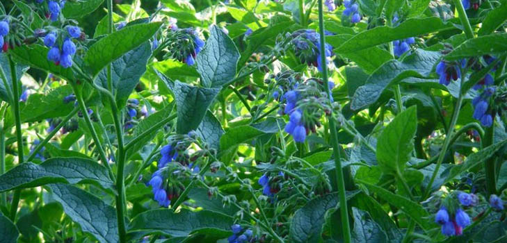 Comfrey officinalis : comfrey의 응용 및 의약 특성