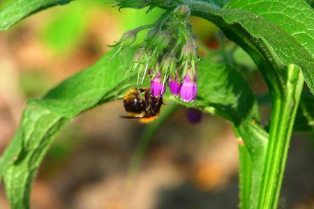 Comfrey officinalis : comfrey의 응용 및 의약 특성