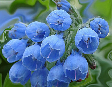 Comfrey officinalis : comfrey의 응용 및 의약 특성