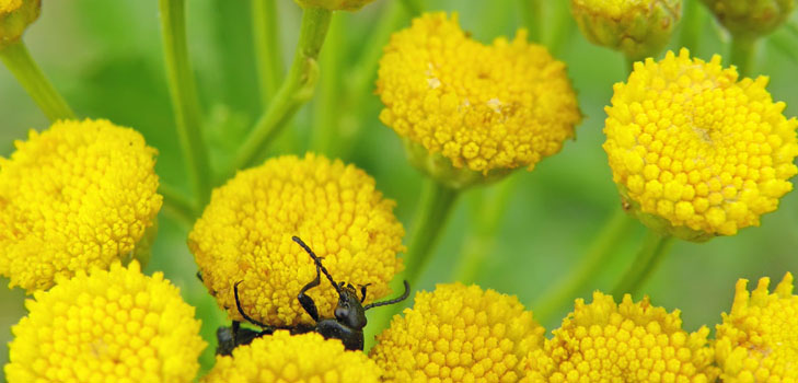 Tansy : 약용 속성, 민간 요법의 응용