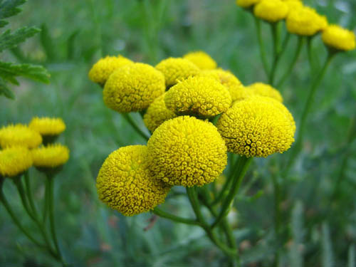 Tansy : 약용 속성, 민간 요법의 응용