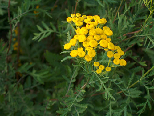 Tansy : 약용 속성, 민간 요법의 응용