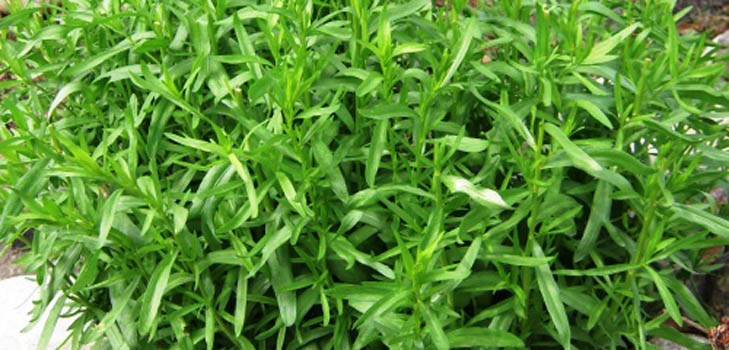 Tarhun (tarragon) : 응용 프로그램, 유용한 속성, 사진