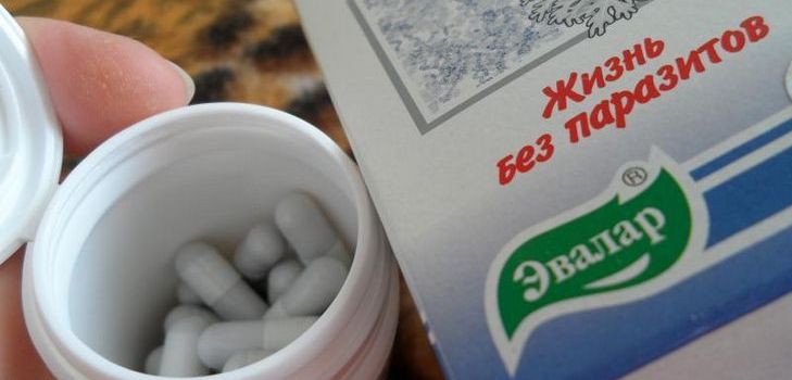 항 기생충 약물은 Troychchatka Evalar입니다. 작곡. 지침. 리뷰